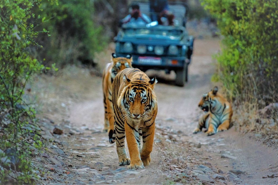 Roaring Adventures: Embark on the Ultimate Tiger Safari