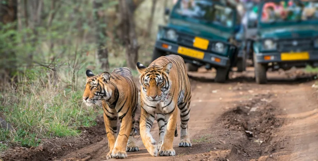 Luxury Wild: Tailored Tiger Safaris Await in the Heart of India